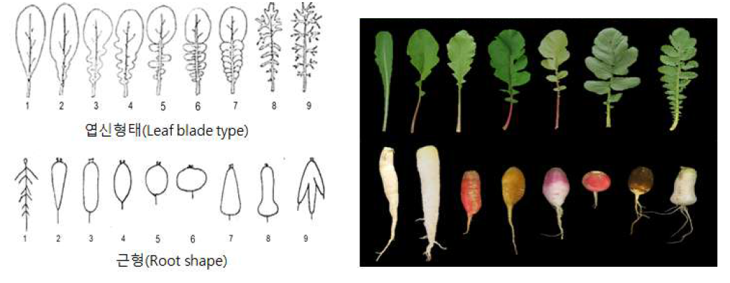 핵심집단 형질 조사 목록(좌) 및 형질 조사(우: 엽신 형태과 근형) 예시