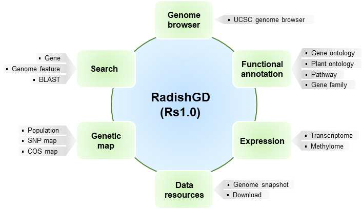 RadishGD의 구성도