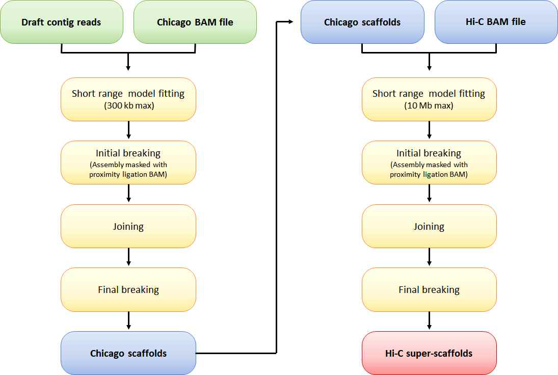 Chicago 라이브러리와 Hi-C 라이브러리를 이용한 스케폴딩 과정
