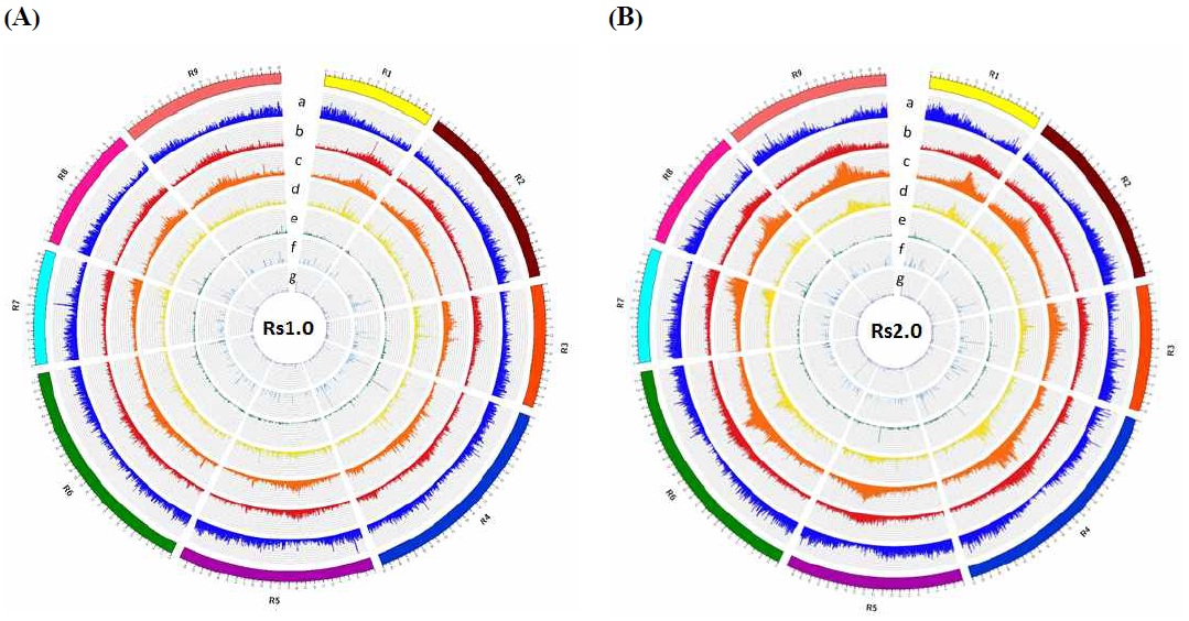 Rs1.0과 Rs2.0의 유전자와 반복서열의 염색체별 분포. 유전체 100 kb 영역당 유전자 모델과 반복서열의 길이를 Rs1.0 (A)와 Rs2.0 (B)에서 각각 나타냄. 염색체별로 유전자의 분포 패턴은 가장 바깥쪽 원의 청색 히스토그램(a)으로 나타내었으며 반복서열의 분석 프로그램 Repeat masker (b), Repeat modeler (c), LTR_finder (d)의 분석 결과를 각각 히스토그램으로 표시함. tRNA (e) miRNA (f), snRNA (g) 분포패턴도 각각 히스토그램으로 표시함