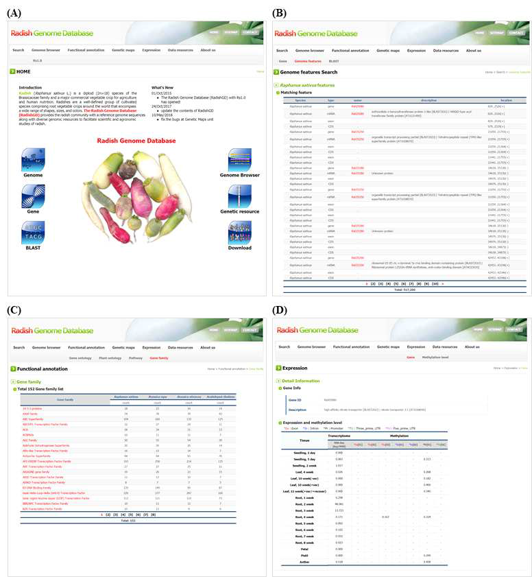 RadishGD의 구현-I. (A) RadishGD 홈페이지; (B) Search 메뉴; (C) 유전자 검색 결과; (D) 개별 유전자의 전사체 발현 값