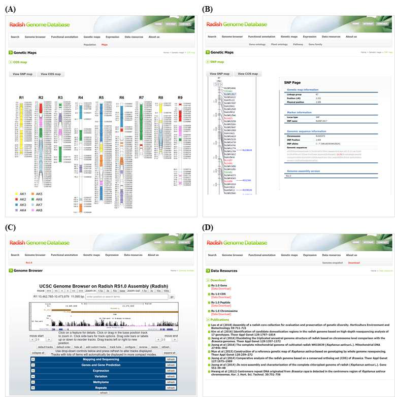 RadishGD의 구현-II. (A) 유전지도; (B) 염색체별 분자표지 정보; (C) Genome Browser; (D) 서열 다운로드 및 관련 논문 정보