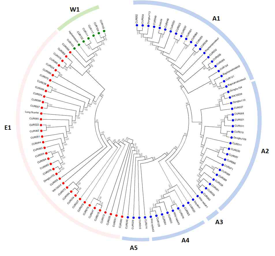 무 100개 계통의 SNP를 이용한 Neighbor joining 계통도. 계통도의 각 node에 대해 bootstrap 1,000회 분석을 실시함. 각 계통의 유전적 기원은 기존 연구(Kim 등, 2016; Lee 등, 2018) 및 유전자원 센터 패스포드 정보에 따라 분류함. 파란색 원, 아시아 기원 계통(A); 빨간색 원, 유럽 기원 계통(E); 녹색 원, R. raphanistrum 계통을 포함한 야생종(W)