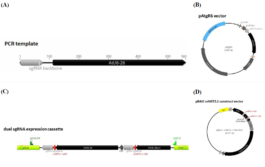 NRT2.1 유전자 편집을 위한 dual sgRNA 클로닝 체계. (A) AtU6 프로모터와 gRNA scaffold로 구성된 PCR template; (B) PCR template가 삽입된 pAtgR6 플라스미드; (C) gRNA 프라이머 결합 위치 및 dual sgRNA Cas9-2NRT-BASTA 발현 카세트 서열 설계; (D) Binary 벡터(pAtgR6)에 재조합한 최종 재조합 플라스미스의 구조