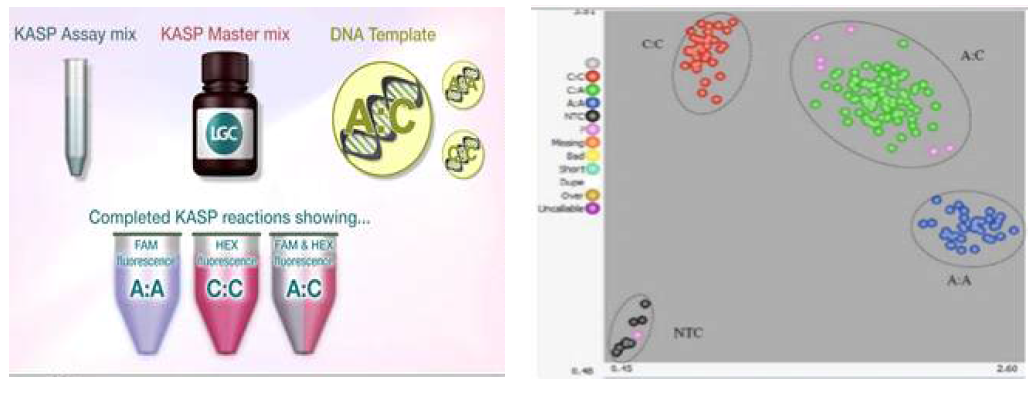 LGC사의 KASP 기반 유전형 분석 체계의 개념 및 유전형 판별 예시