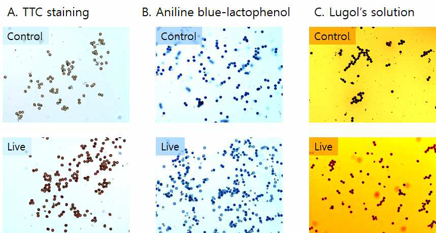 TTC, aniline blue-lactophenol, Lugol’s solution 염색 방법을 이용한 화분 생존력 조사