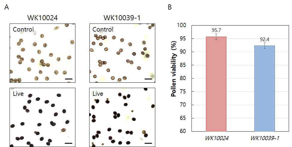 WK10024와 WK10039-1의 화분 생존력. A, MTT 염색 방법으로 관찰한 WK10024와 WK10039-1의 화분 생존력. A, MTT 염색 방법으로 관찰한 WK10024와 WK10039-1의 화분 생존력 조사 사진. 대조구는 열에 의해 죽은 화분임. B, WK10024와 WK10039-1의 화분 생존력 비교 그래프