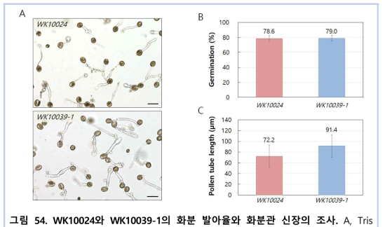 WK10024와 WK10039-1의 화분 발아율와 화분관 신장의 조사. A, Tris liquid medium에서 배양한 WK10024와 WK10039-1의 화분립 발아 사진. B, WK10024와 WK10039-1의 발아율 결과 그래프. C, WK10024와 WK10039-1의 화분관 길이 측정 결과 그래프