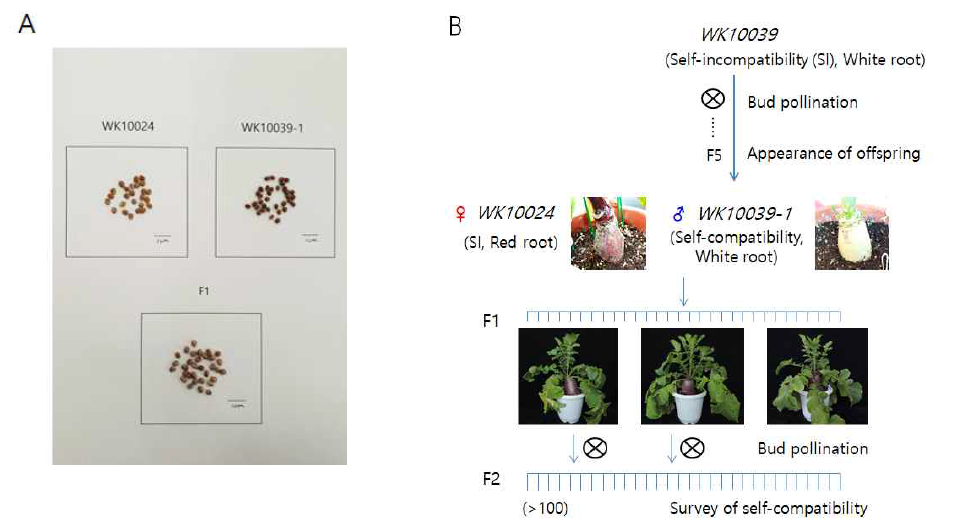 자가화합성 유전집단의 작성을 위한 교배 및 후대 전개. A, WK10024와 WK10039-1 그리고 F1 세대의 종자 사진. B, 자가화합성 유전 매핑을 위한 집단 작성 및 전개 모식도