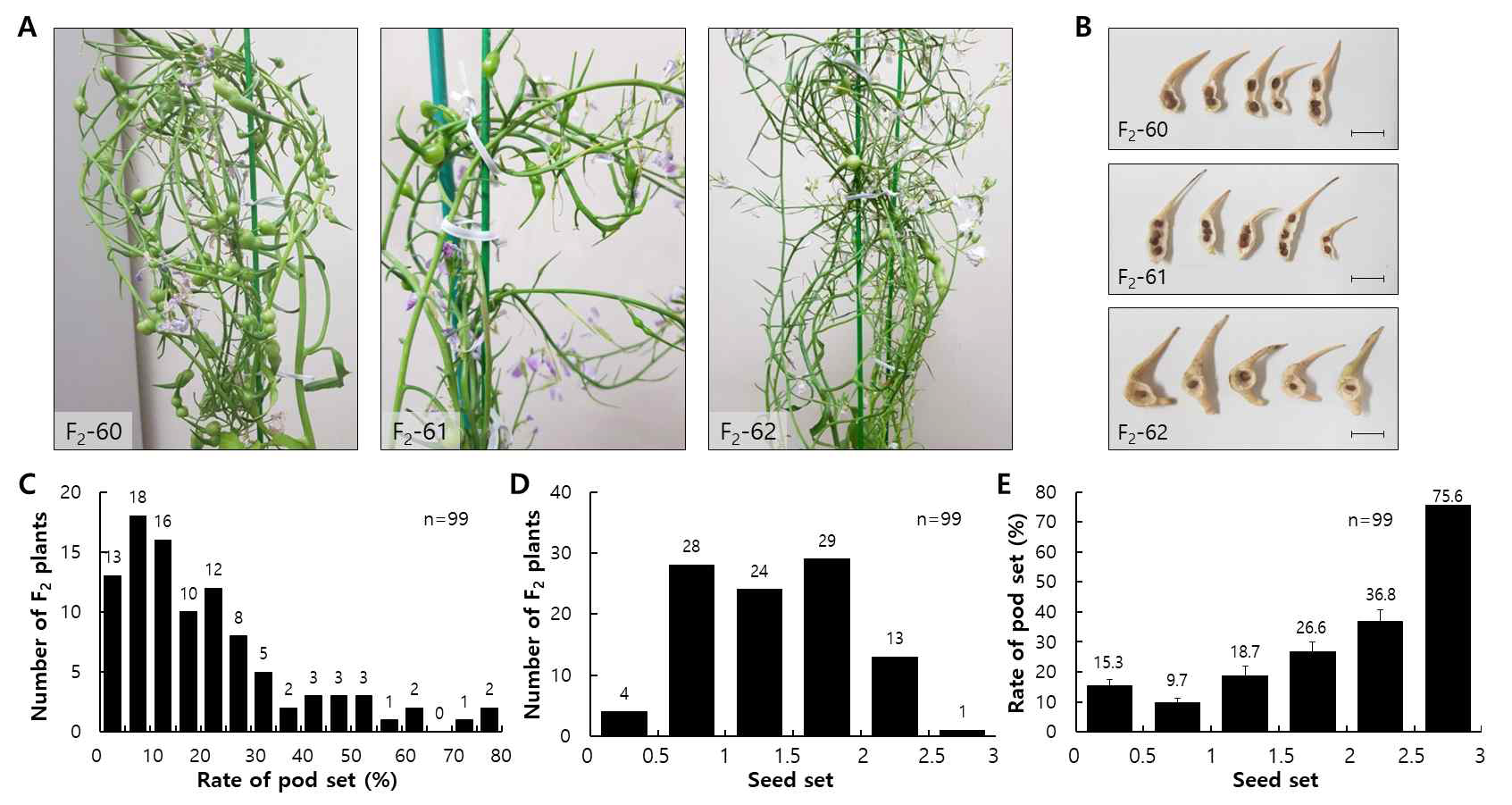 F₂ 식물체의 자가불화합성 수준(SI level) 조사. A, F2-60(낮은 수준의 SI), F2-61(낮은 수준의 SI), F2-62(높은 수준의 SI) 식물체에서의 꼬투리형성(pod setting) 사진. B, 종자 형성(seed setting) 사진. C, 꼬투리 형성 비율에 대한 F₂ 식물체 분포. D, 종자 형성 비율에 대한 F₂ 식물체 분포. E, F₂ 집단에서 꼬투리 형성 비율과 종자 형성 비율 관계. Scale bars = 1 cm