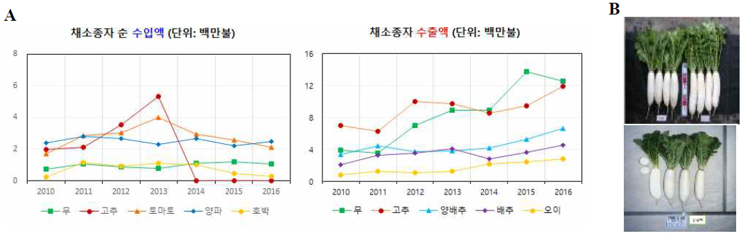 채소 종자산업에서의 무의 중요성. A, 2010년부터 2016년까지 주요 채소작물의 종자 수입 및 수출 총액(한국종자협회, 2017). B, 병충해 저항성 및 재배 안정성이 높은 신품종 개발 예시(농림부, 2017)