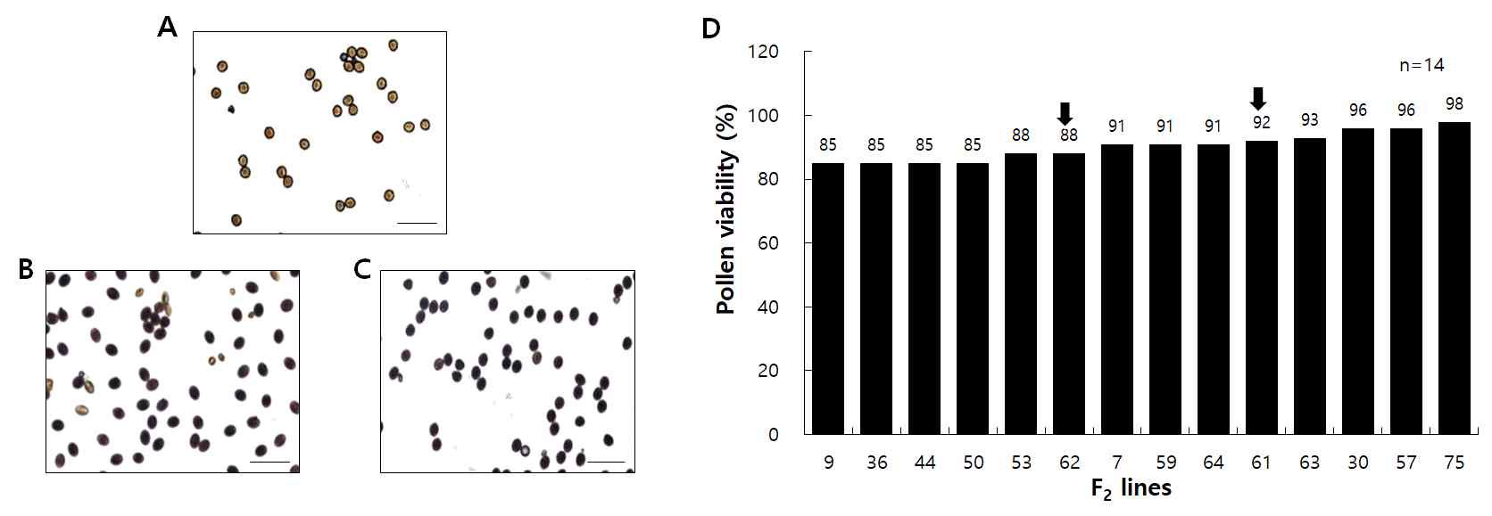 MTT 염색 방법을 이용한 화분의 생존력 조사. A, 염색되지 않은 음성 대조구의 화분. B, F₂-61(낮은 수준의 SI), 식물체의 화분. C, F₂-62(높은 수준의 SI) 식물체의 화분. D, 무작위로 선별한 F₂ 식물체의 화분 생존력 조사. Scale bars = 100 μm