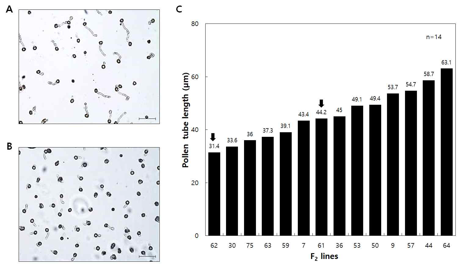 F2 식물체에서 화분관 신장 조사. A, F2-61(낮은 수준의 SI) 식물체에서 화분관 신장. B, F2-62(높은 수준의 SI) 식물체에서 화분관 신장. C, F2 식물체의 화분관 평균 길이. 검정 화살표는 각각 F2-61과 F2-62 식물체에서 화분관 신장의 평균 길이임. Scale bars = 100 μm