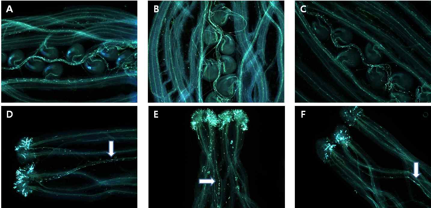 뇌수분한 암술에서 화분관 신장 조사. A~C, 암술의 씨방에서 화분관 신장. D~F, 주두에서 화분 발아 및 화분관 신장. 흰색 화살표: 화분관 신장. A & D, F2-14 식물체. B & E, F2-62 식물체. C & F, F2-20 식물체