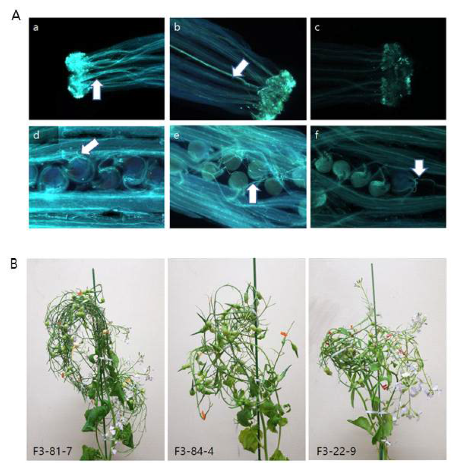 F3 식물체 암술에서의 화분관 신장. A, 주두에서 화분 발아 및 화분관 신장(a~c)과 암술의 씨방에서 화분관 신장(d~e). 흰색 화살표: 화분관 신장. a & d, F3-81-7 식물체(F2-81은 낮은 SI). b & e, F3-84-4 식물체(F2-84는 중간정도의 SI). c & f, F3-22-9 식물체(F2-22는 높은 SI). B, F3-13-8, F3-22-9, F3-84-4에서의 꼬투리형성 사진