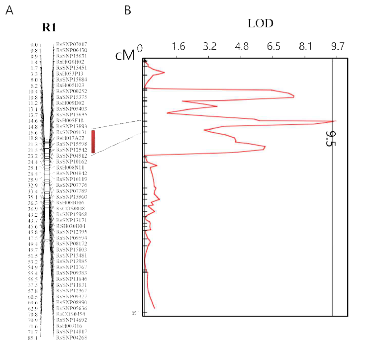 R1 염색체의 유전지도(A)와 QTLNetwork 2.1 프로그램을 이용한 자가화합성 형질(총 종자 수)의 QTL 분석 결과(B). 빨간선 막대는 마커의 유전적 위치를, 검정색 세로선은 LOD 임계값을 나타냄