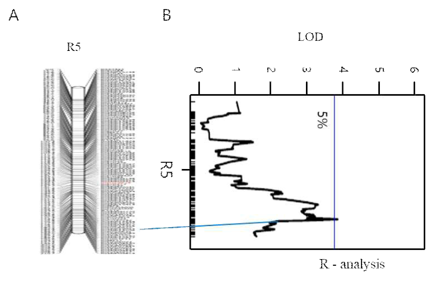 R5 염색체의 유전지도(A)와 R/QTL 프로그램을 이용한 자가화합성 형질(종자 형성)의 QTL 분석 결과(B). 파란색 가로선은 마커의 유전적 위치를, 파란색 세로선은 LOD 임계값을 나타냄