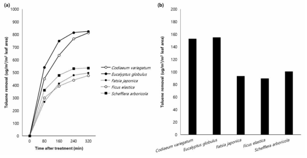 목본식물의 toluene 능력. (a), 식물의 시간당 toluene 제거량; (b) 식물의 시간당 평균 toluene 제거량