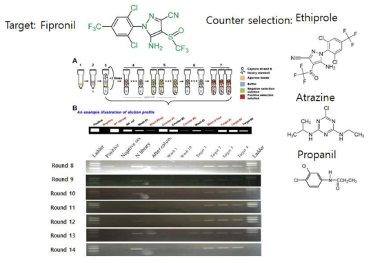 capture select 방법 및 피프로닐 과 counter selection으로 사용한 유사 화합물의 구조 그림
