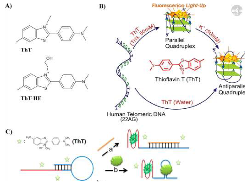 ThT를 사용하여 human telomeric DNA를 찾아내는 방법