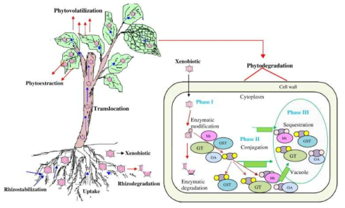 식물의 환경유해인자(xenobiotics) 제거 및 대사경로 Phase I to III