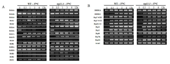 detox관련 TCP 15 돌연변이체의 heat response 분석 Transcript levels of Hsf (A), Hsp and DREB (B) genes in Arabidopsis plants. Expression profiles of 16 Arabidopsis Hsfs, 8 Hsps and 2 dehydration-responsive element binding protein (DREB) genes in wild-type (WT) and tcp15-3 knock-out. The 10-day-old seedlings were exposured to heat stress (37oC) for the several time points (from 0 to 12h). Actin2 was analyzed for control. RT-PCR cycle for most genes was 35, and for HsfA6a, HsfA9, HsfB3, HsfC1, Hsp17.6-CII, Hsp70b, DREB2C, was 40, respectively. The expected sizes of amplicons are indicated in Supplementary Table 1. The experiment was repeated twice with similar results