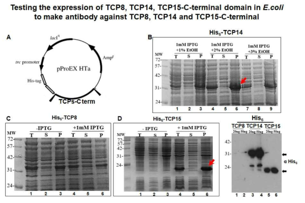 Detoxification관련 TCP 전사인자 항체 생산을 위한 박테리아 단백질 발현 (A) Construction of expression vector. (B) (C) (D) Conditions for protein expression of TCP14, TCP8 and TCP15 C-terminal protein, respectively. (D) Western blot assay indicated the expression of fusion proteins in E.coli BL21(DE3), at 30 degree. T Total protein, S Supernatant, P Pellet