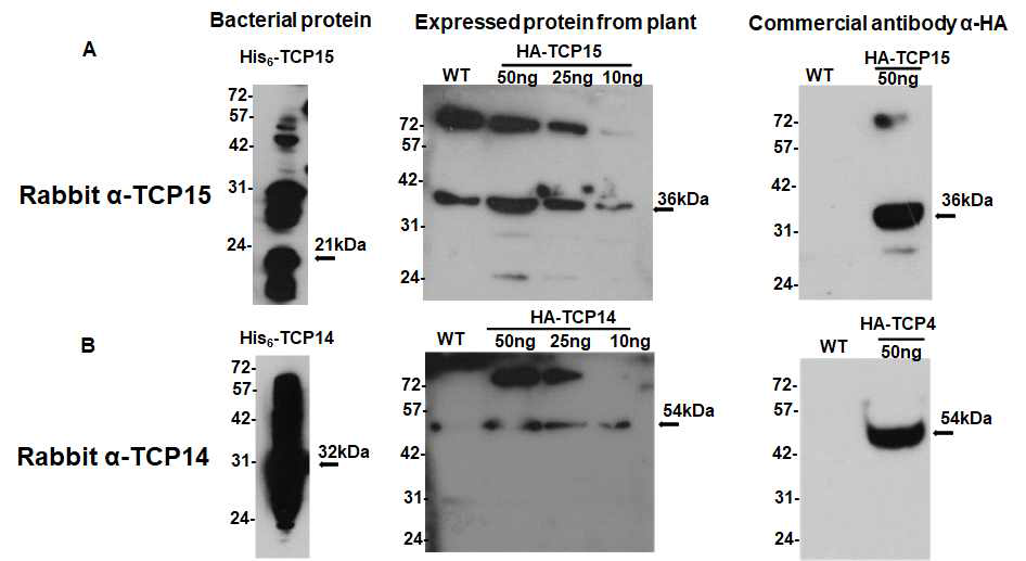 생산된 항체의 특이성 분석 (A) (B), Testing of Rabbit á-TCP15 and Rabbit á-TCP14 on bacterial protein and plant extracted protein by western blot assay, respectively