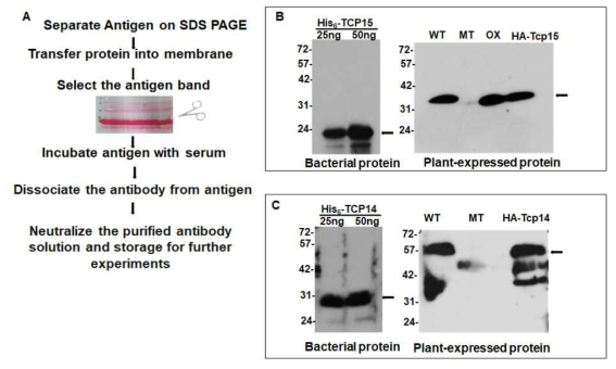 항체의 특이성 향상을 위한 항체 정제 (A) schematic of antibody purification process, (B), (C) confirmation of purified Rabbit á-TCP15 and Rabbit á-TCP14 on bacterial protein and plant extracted protein by western blot assay, respectively