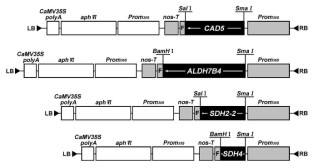 톨루엔 내성 유전자의 식물 형질전환용 벡터 구축. 톨루엔 내성 유전자로 예상되는 CAD, ALDH, SDH cDNA를 분리하고, pCAMBIA1301 벡터를 기반으로 한 식물형질전환용 벡터 구축