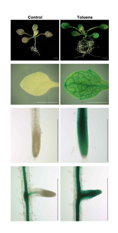 SDH-promoter:GUS 도입 형질전환체의 톨루엔 처리에 의한 GUS 발현. 톨루엔 처리에 의해 SDH 유전자의 발현이 잎과 뿌리에서 증가됨을 알 수 있다