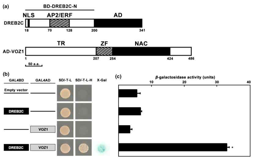 Yeast two-hybrid screening을 통해 DREB2C와 결합하는 VOZ1을 분리함