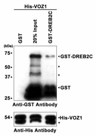 Pull-down assay를 통한, DREB2C와 VOZ1의 단백질-단백질 상호 결합. 재조합 단백질 GST-DREB2C (5 μg)와 His-VOZ1 (5 μg)의 western blot analysis