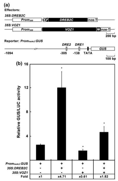 VOZ1은 DREB2C의 전사 활성을 억제한다. Effector로 35S:DREB2C, 35S:VOZ1을 사용하였고 reporter로는 PromHsfA3:GUS를 사용하였다. Transient promoter activation assay는 애기장대 원형질체 (5x106 ml-1)를 사용하였다. 10 ng의 effector와 reporter, 5 ng의 35S:LUC를 대조구 벡터로 사용하였다