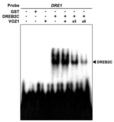 VOZ1은 DREB2C의 DNA-binding 활성을 매개한다. x3, x5는 VOZ1 단백질 양을 3배, 5배 증가 시켰다는 것을 나타냄