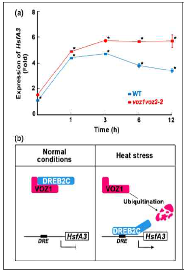 환경 스트레스는 DREB2C을 축적 시키고, HsfA3의 발현을 증가 시킨다. VOZ1, 2 double knockout mutant에서는 HsfA3의 축적이 대조구 식물에 비해 더 증대되었다. 정상적인 생장 조건에서 VOZ1은 DREB2C의 DNA-binding domain에 결합하여 DREB2C의 전사활성을 억제 한다. 반면 스트레스 조건이 되면 VOZ는 ubiquitination되어 제거되고 VOZ1으로부터 자유로워진 DREB2C는 다양한 스트레스 유전자들의 발현을 증가시킨다. 증가된 스트레스 내성 유전자들에 의해 식물은 최종적으로 스트레스 내성을 갖게 된다는 신호전달체계를 제안함