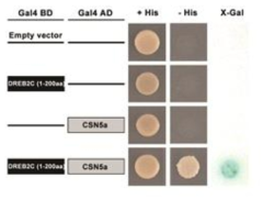 Yeast-two hybrid assay를 통한 DREB2C-CSN5A의 상호 결합 검증