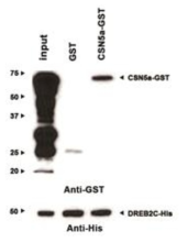 Pull-down assay. CSN5A와 GST를 융합한 재조합 단백질 (CSN5A-GST)과 DREB2C에는 His-tag을 융합하여 재조합 단백질 (DREB2C-His)을 E. coli 생성하였다. 각각의 단백질을 분리한 후, 두 단백질의 결합 반응을 수행하고 전기영동하였다. GST, 6xHis monoclonal antibody로 western blot하였다