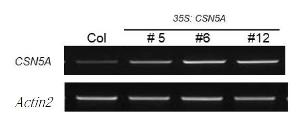 CSN5A 과잉 발현 형질전환체의 RT-qPCR. 대조구 식물 (Col)에 비해 35S:CSN5A 형질전환 식물체의 CSN5A 전사체 발현량이 높다
