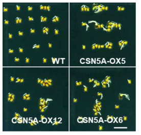 고염 스트레스 조건에서 발아하는 CSN5A 과잉 발현 형질전환체의 발아 속도 비교. WT, untransformed Col-0; CSN5A-OX5, 6, 12, CSN5A 과잉 발현 형질전환체 계통 5, 6, 12