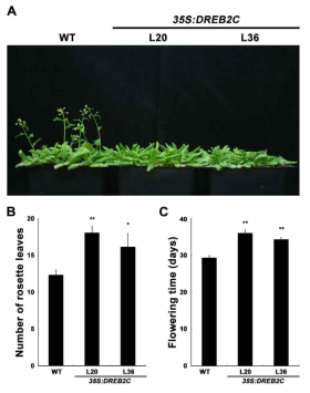 DREB2C 과잉발현 형질전환체의 개화 속도 비교. (A) 파종 후 5 주된 대조구 애기장대와 형질전환 애기장대. (B) 개화 시점에서의 잎 개수 조사. (C) 개화 시간의 비교. WT, untransformed wild-type; 35S Ω:F-DREB2C 형질전환체 계통 L20, L36