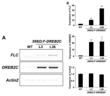 개화 억제 유전자 FLC의 발현. (A) DREB2C 과잉발현 형질전환체와 대조구 식물체에서의 FLC 유전자 발현의 RT-PCR분석. (B) Image J program에 의한 RT-PCR 발현도 분석. WT, untransformed wild-type; 35SΩ:F-DREB2C 형질전환체 계통 L3, L26