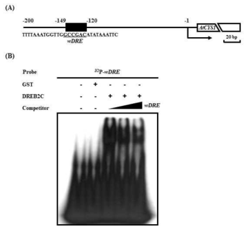 AtCYS1 promoter의 DRE motif에 대한 DREB2C의 결합. (A) AtCYS1 promoter 내에 존재하는 DRE core sequence (wDRE)의 위치를 나타냄. EMSA에 사용된 전체 probe sequence를 나타냄. (B) EMSA에 의한 DREB2C의 DRE 결합력