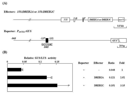 DREB2C는 AtCYS1 유전자의 발현을 증가시킨다. (A) Transient promoter activation assay를 위한 effect와 reporter 벡터 구축도. Effect는 CaMV35S promoter, FLAG (F)-tagged DREB2A 혹은 DREB2C와 nos-terminator로 구축되었다. (B) Effect와 reporter로 형질 전환된 애기장대 원형질체 내에서의 GUS/LUC 활성