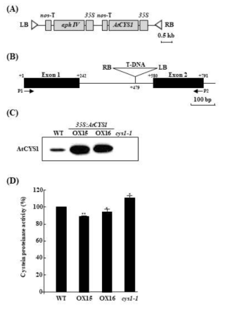 AtCYS1 형질전환체의 분석. (A) AtCYS1 과잉 발현 형질전환체 생성을 위한 벡터 지도. aphIV는 aminoglycoside phosphotransferase를 암호화하는 유전자로서 형질전환체 선별 항생제 저항성 유전자를 나타낸다. (B) AtCYS1 T-DNA knockout 돌연변이체 (cys1-1)의 T-DNA 삽입도. 검정색 박스는 exon을 나타냄. 화살표들은 돌연변이체의 유전형 분석과 발현량 분석을 위해 사용한 primer의 위치를 나타냄. (D) AtCYS1 과잉 발현 형질전환체의 CP 활성 측정