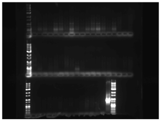 DREB2C 도입 후 산호수 재분화 식물체 PCR분석