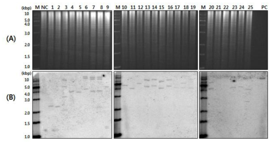 CYP2E1 유전자 도입 산호수 형질전환체 Southern blot analysis. EcoRI 절단 후 전체 DNA 사진(A) 및 CYP2E1 유전자 도입 확인(B)