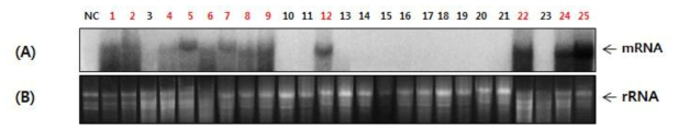 CYP2E1 도입 산호수 형질전환체의 Northern blot analysis. CYP2E1 mRNA (A) 및 전체 RNA (B). Lane NC: 야생형 산호수로부터 추출한 total RNA; Lane 1-25: CYP2E1 유전자가 도입된 산호수 형질전환체로부터 추출된 total RNA