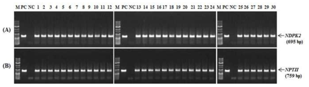 NDPK2 유전자 도입 산호수 형질전환체의 genomic DNA PCR 검정 (A). Lane M: 1kb plus DNA ladder; Lane PC: 재조합 대장균에서 추출한 NDPK2 유전자; Lane NC: 야생형 산호수로부터 추출한 gnomic DNA; Lane 1-30: NDPK2 유전자 도입 산호수 형질전환체. 산호수 형질전환체로부터 NPTI I 유전자의 PCR 검정 (B)