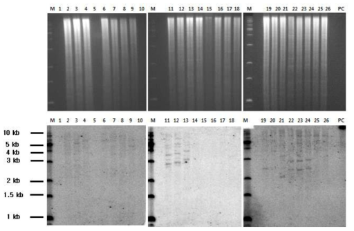 NDPK2 유전자 도입 산호수 형질전환체 Southern blot analysis. EcoRI 절단 후 전체 DNA 사진(A) 및 NDPK2 유전자 copy 수 (B) Lane M: Size marker, Lane 1: 비형질전환 산호수; Lane 2-26: NDPK2 유전자가 도입된 산호수 형질전환 계통 NDPK2-3-1, NDPK2-3-2, NDPK2-3-3, NDPK2-3-4, NDPK2-6-2, NDPK2-7-2, NDPK2-9-2, NDPK2-10-2, NDPK2-10-3, NDPK2-10-5, NDPK2-12-1, NDPK2-12-3, NDPK2-12-4, NDPK2-13-3, NDPK2-15-1, NDPK2-15-3, NDPK2-15-5, NDPK2-22-1, NDPK2-22-2, NDPK2-22-4, NDPK2-22-5, NDPK2-23-1, NDPK2-39-1